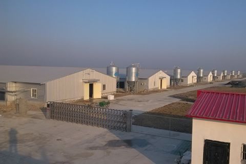 以人民的名義宣告：畜禽養(yǎng)殖業(yè)為何急需沼氣發(fā)電機組