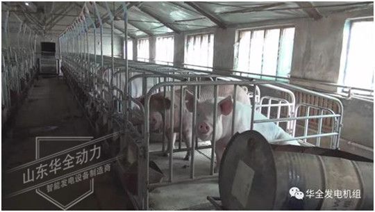 ?養(yǎng)豬發(fā)了家，卻把全村搞臭了！沒想到“它”能一箭雙雕