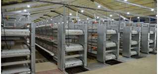 保供電，守安全！華全1000千瓦發(fā)電機(jī)組助力養(yǎng)殖企業(yè)發(fā)展