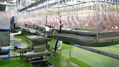 探秘現(xiàn)代化雞肉加工廠 智能化機械如何重塑食品產(chǎn)業(yè)